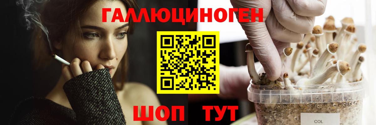 Псилоцибиновые грибы Psilocybe Королёв